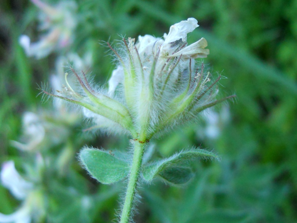 Lotus hirsutus (=Dorycnium hirsutum)